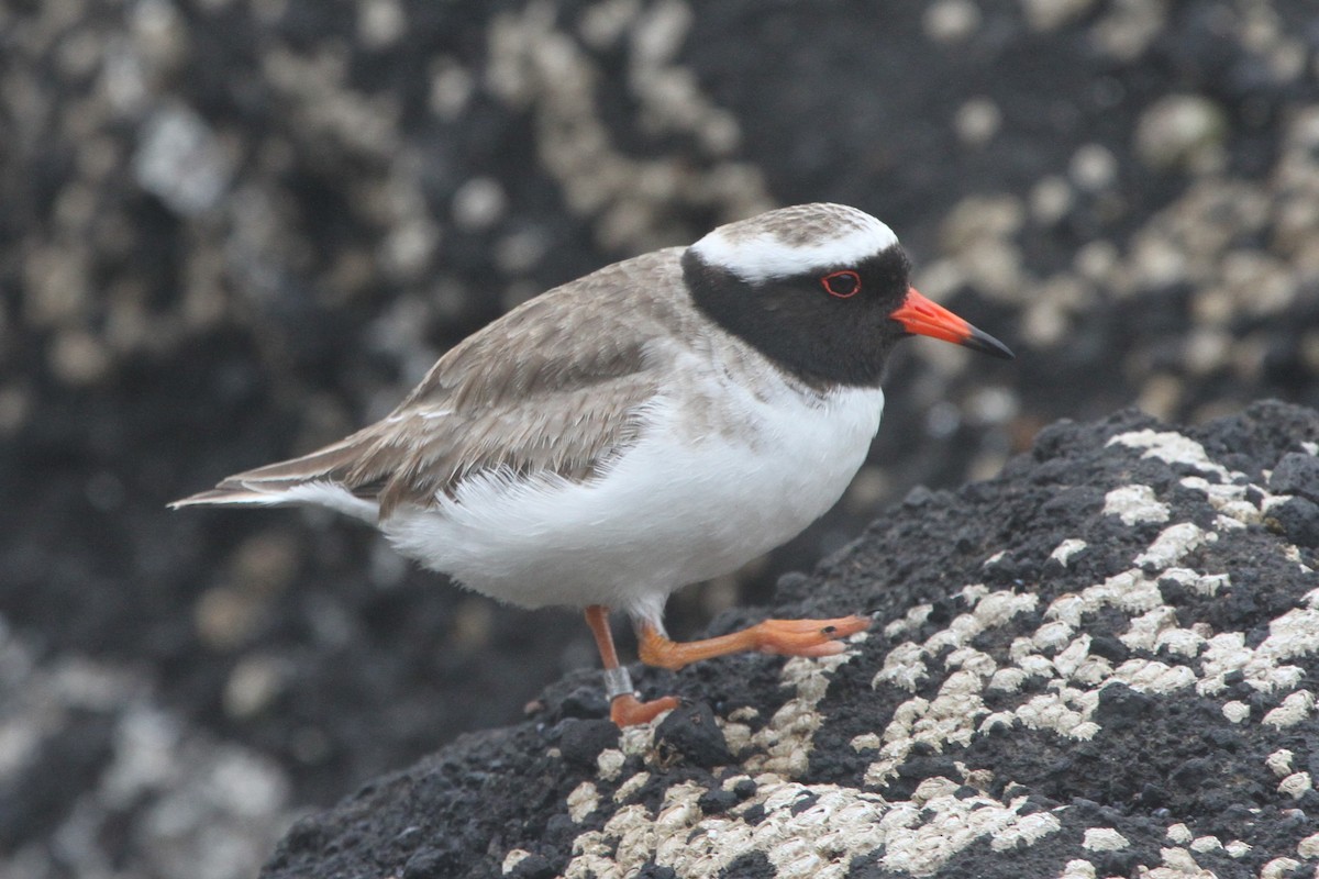 Shore Plover - James (Jim) Holmes