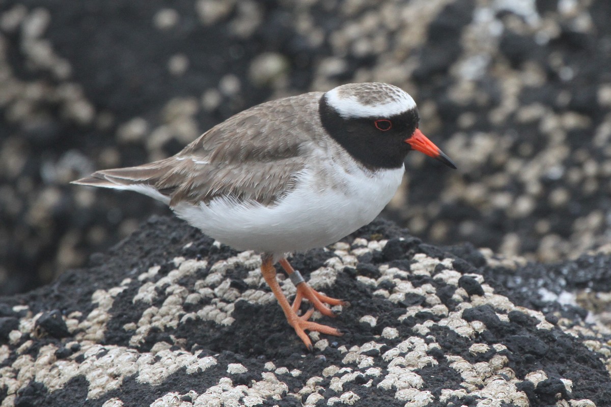 Shore Plover - ML105143281