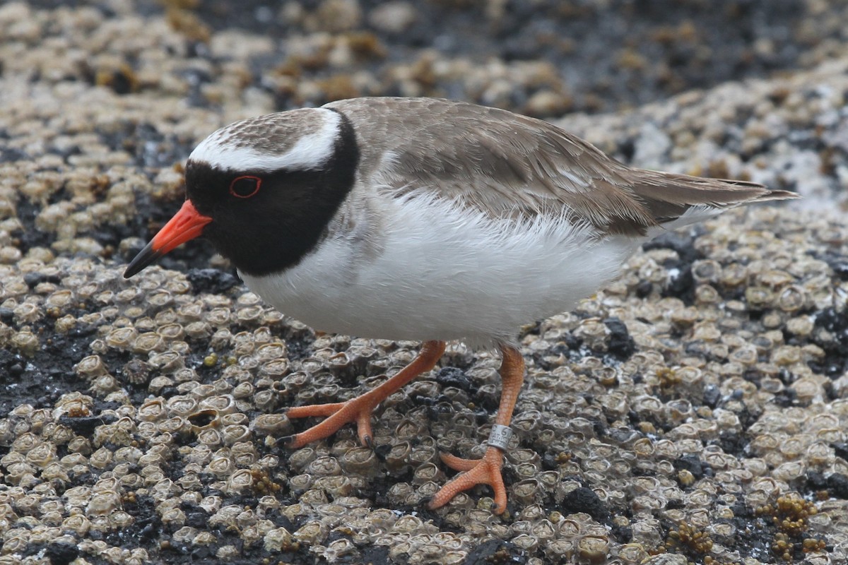 Shore Plover - ML105143321