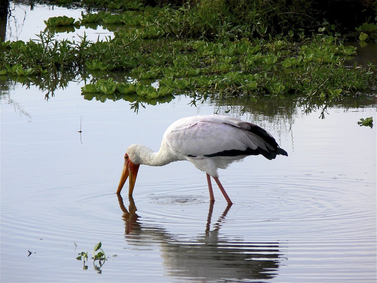 Yellow-billed Stork - Michelle Martin