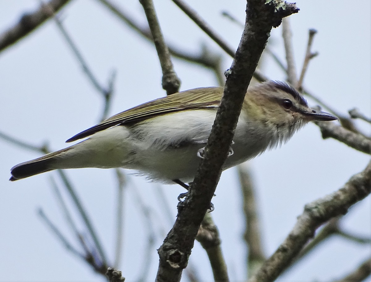 Kızıl Gözlü Vireo - ML105144691