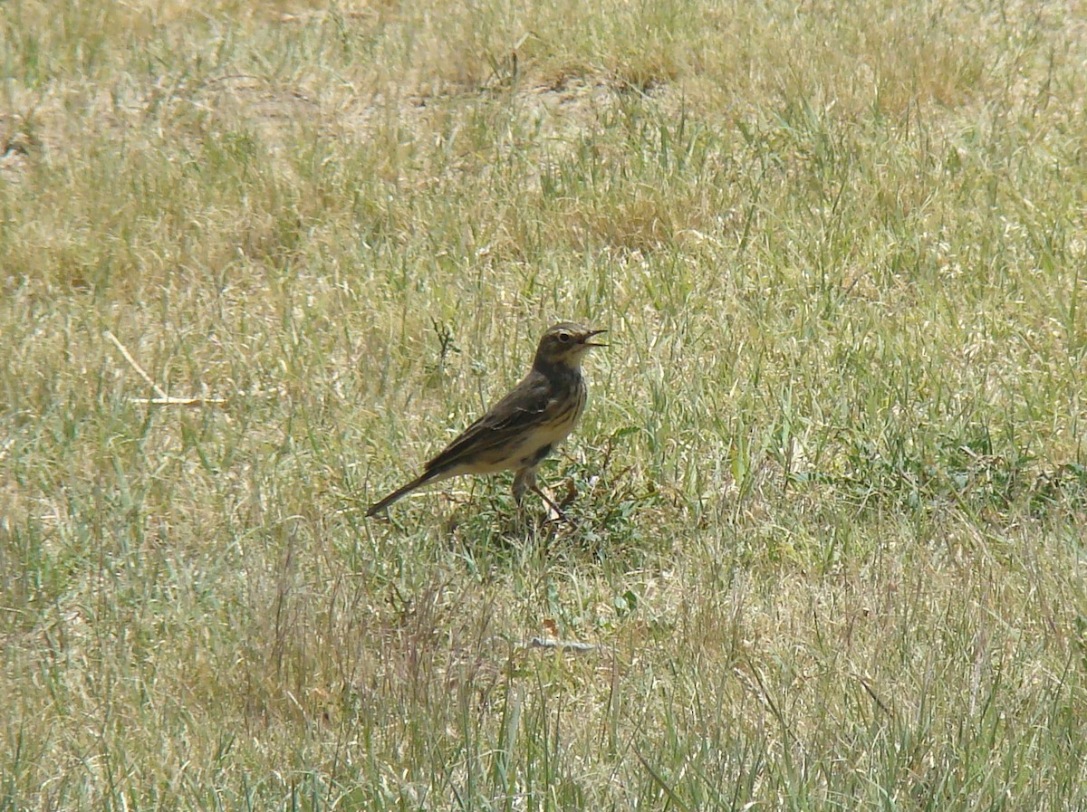 American Pipit - ML105145101