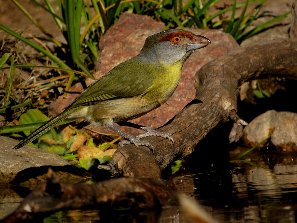 Rufous-browed Peppershrike - ML105145401