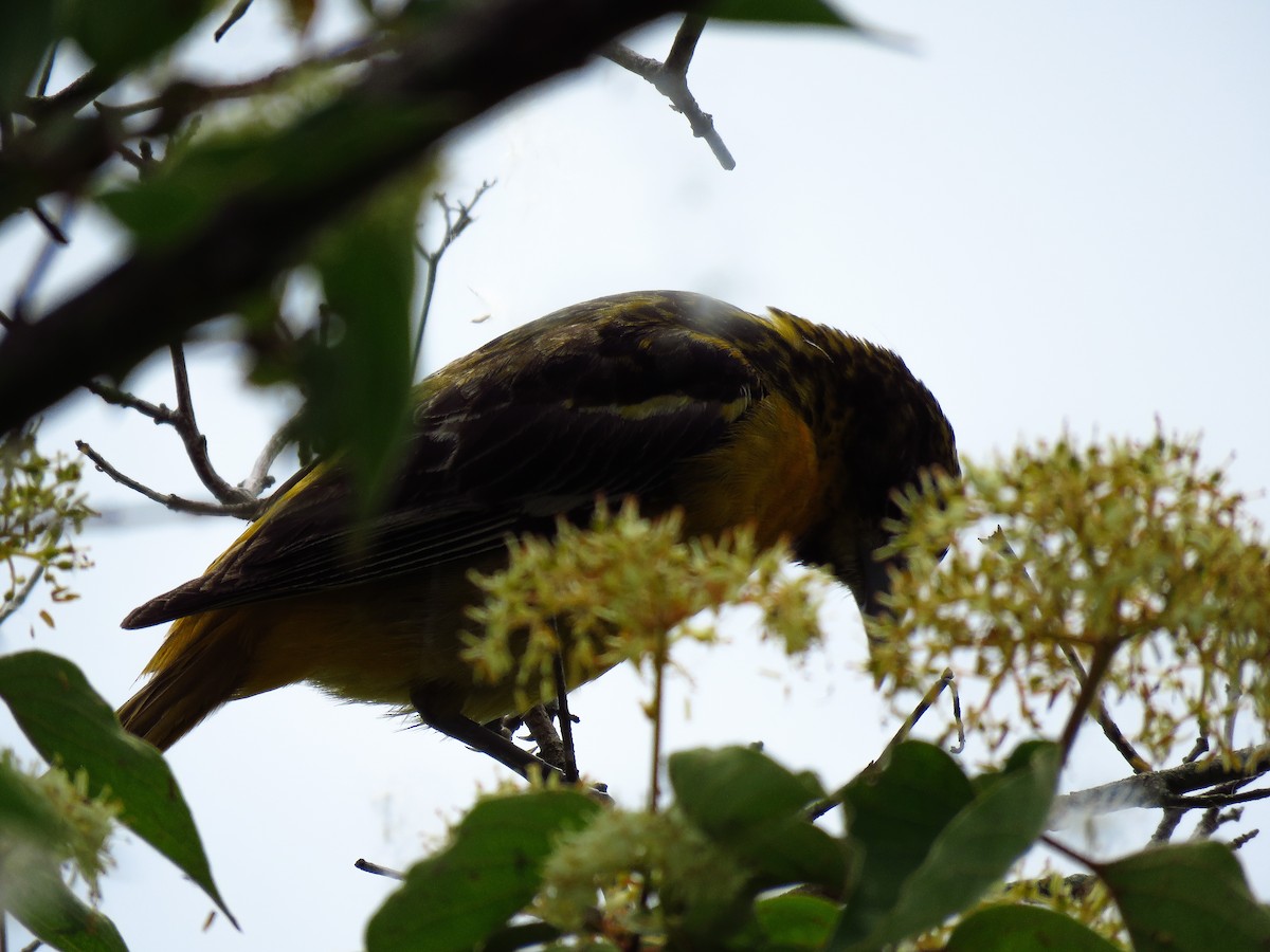 Baltimore Oriole - Anonymous