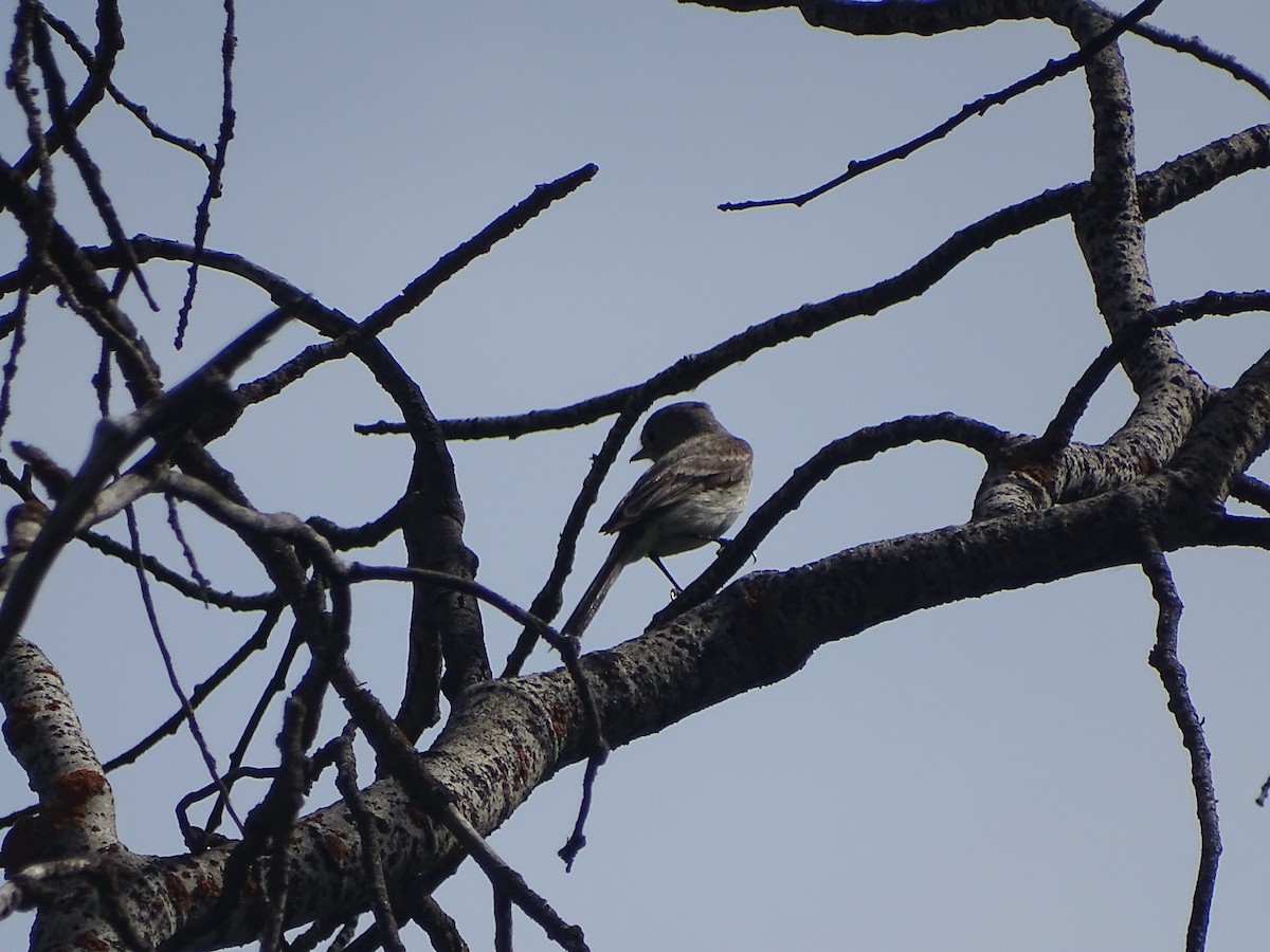 Mosquero Gris - ML105149781