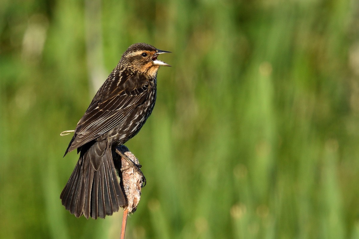 Red-winged Blackbird - Yves Darveau