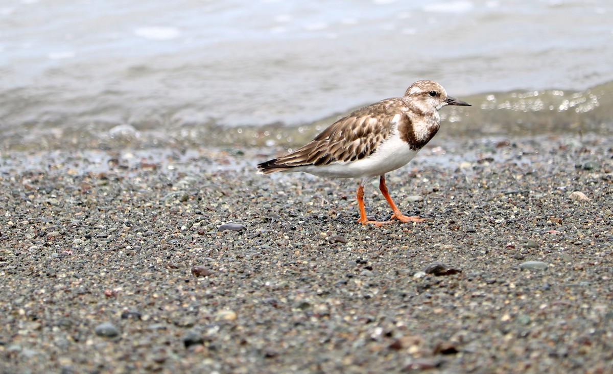 Ruddy Turnstone - ML105150561