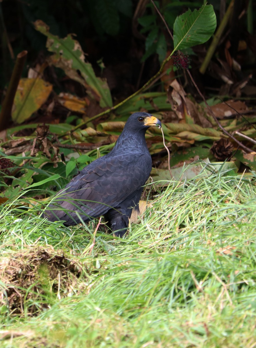 Common Black Hawk - Annika Anderson