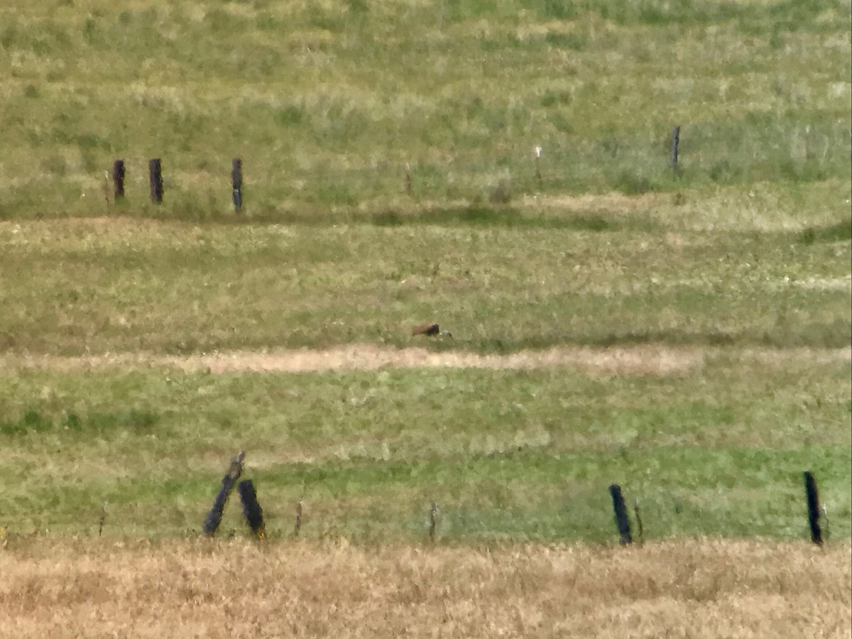 Sandhill Crane - Louis Bevier