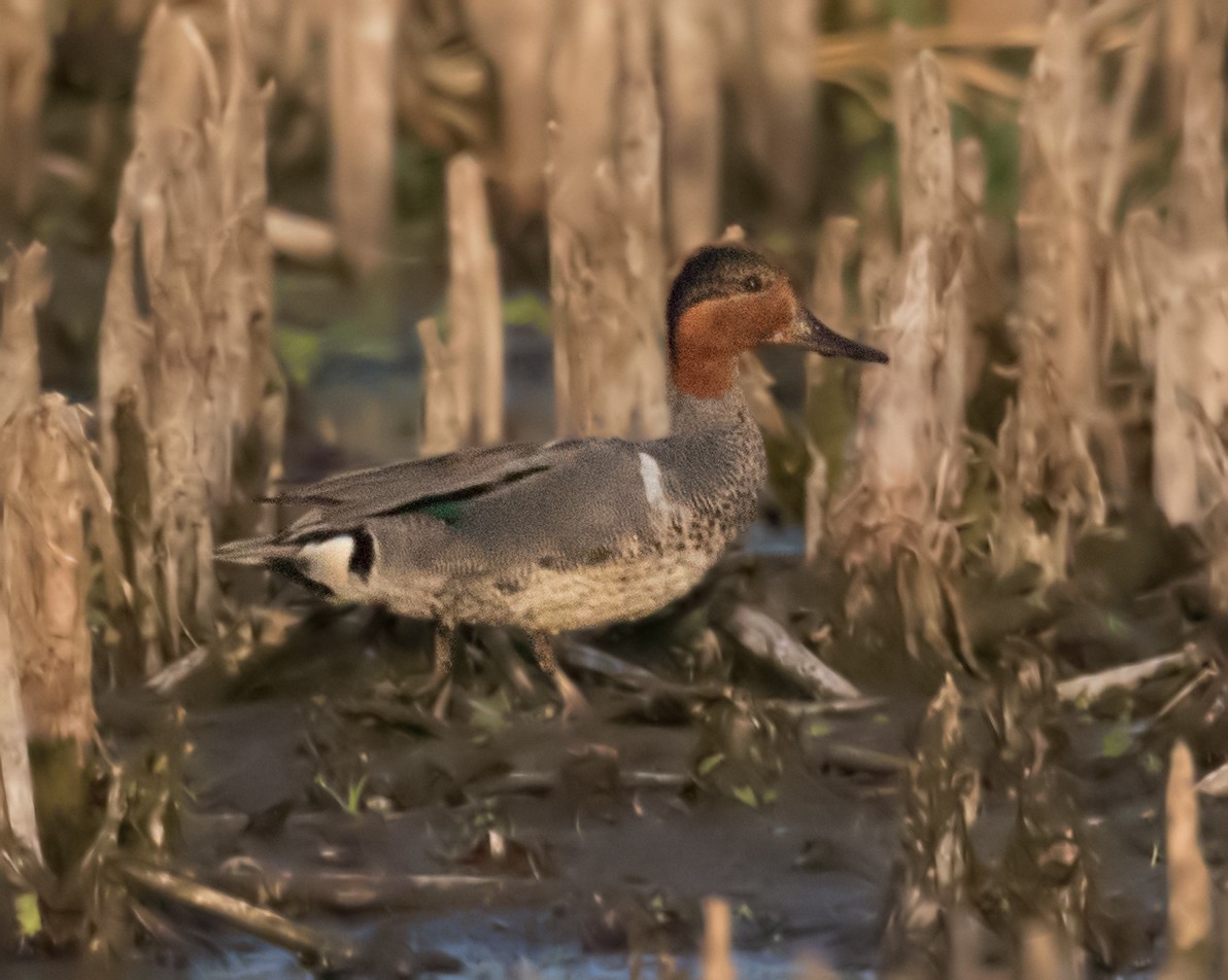 Green-winged Teal - ML105154231