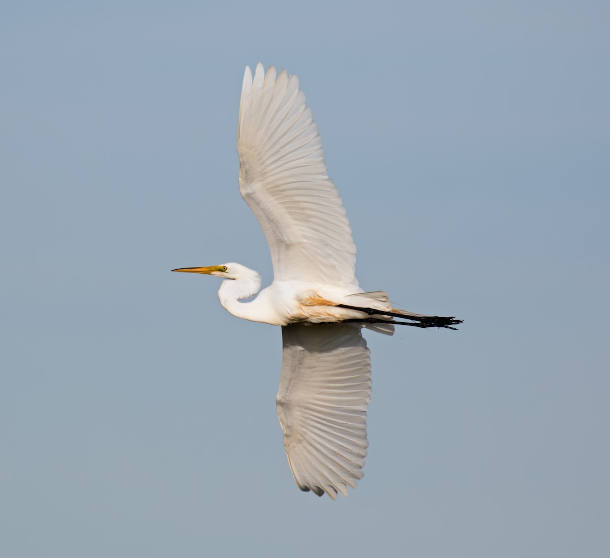 Great Egret - ML105154331