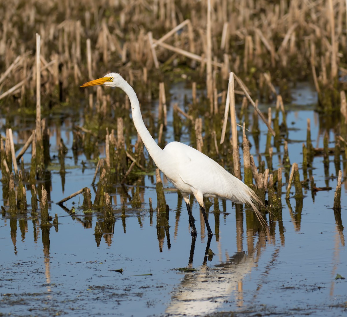 Great Egret - ML105154341