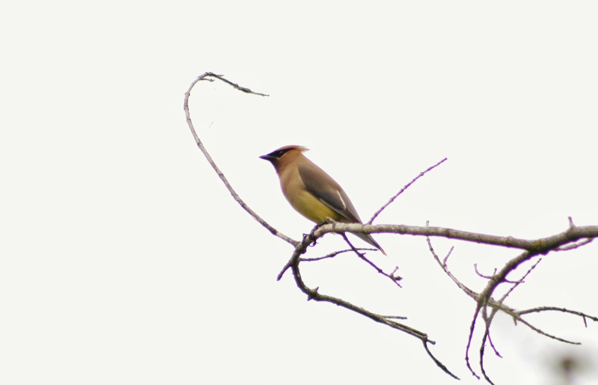 Cedar Waxwing - ML105154411