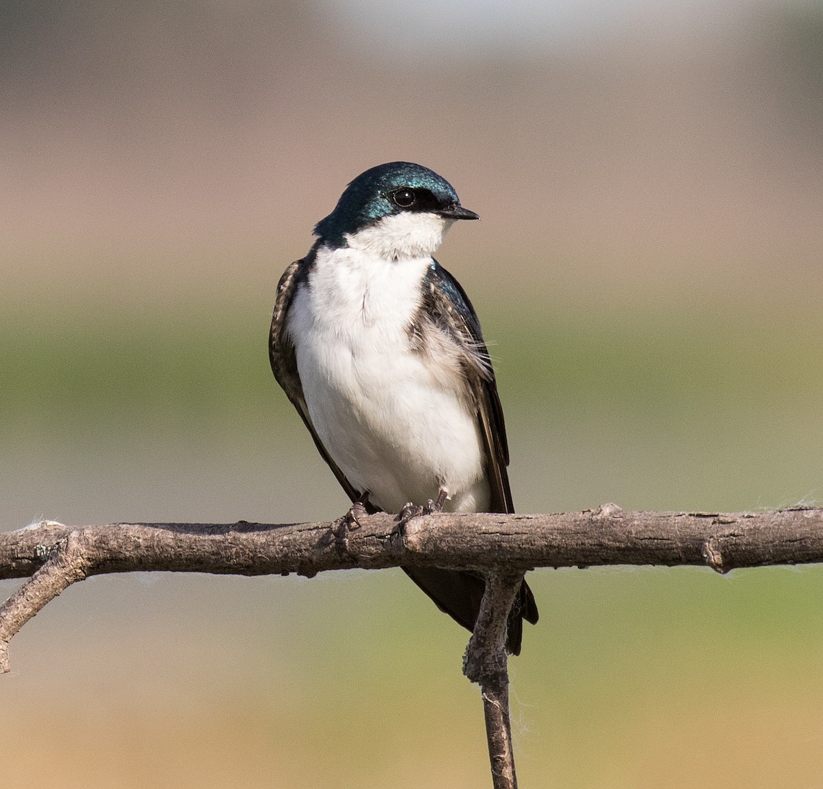 Golondrina Bicolor - ML105154621