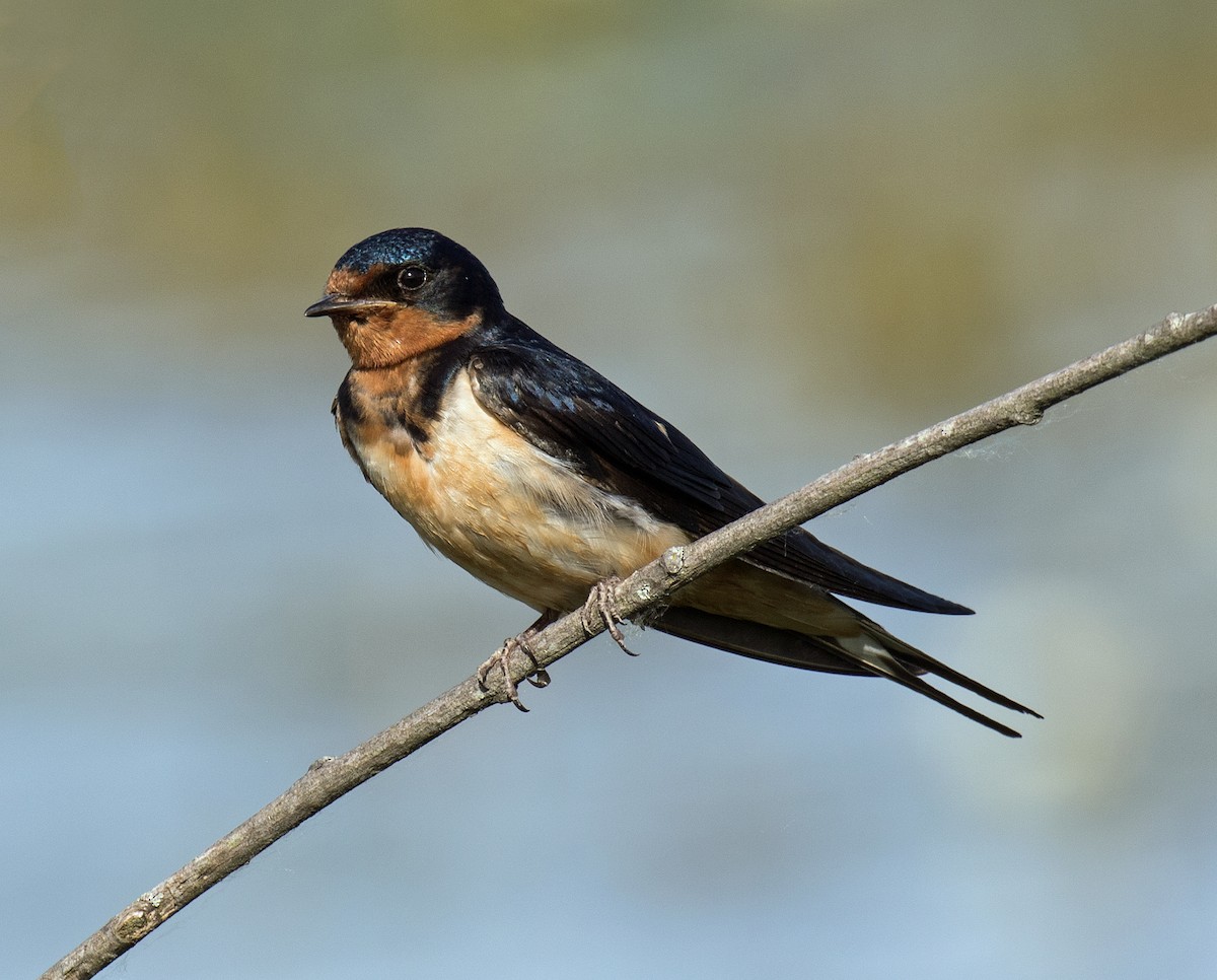 Barn Swallow - ML105154671