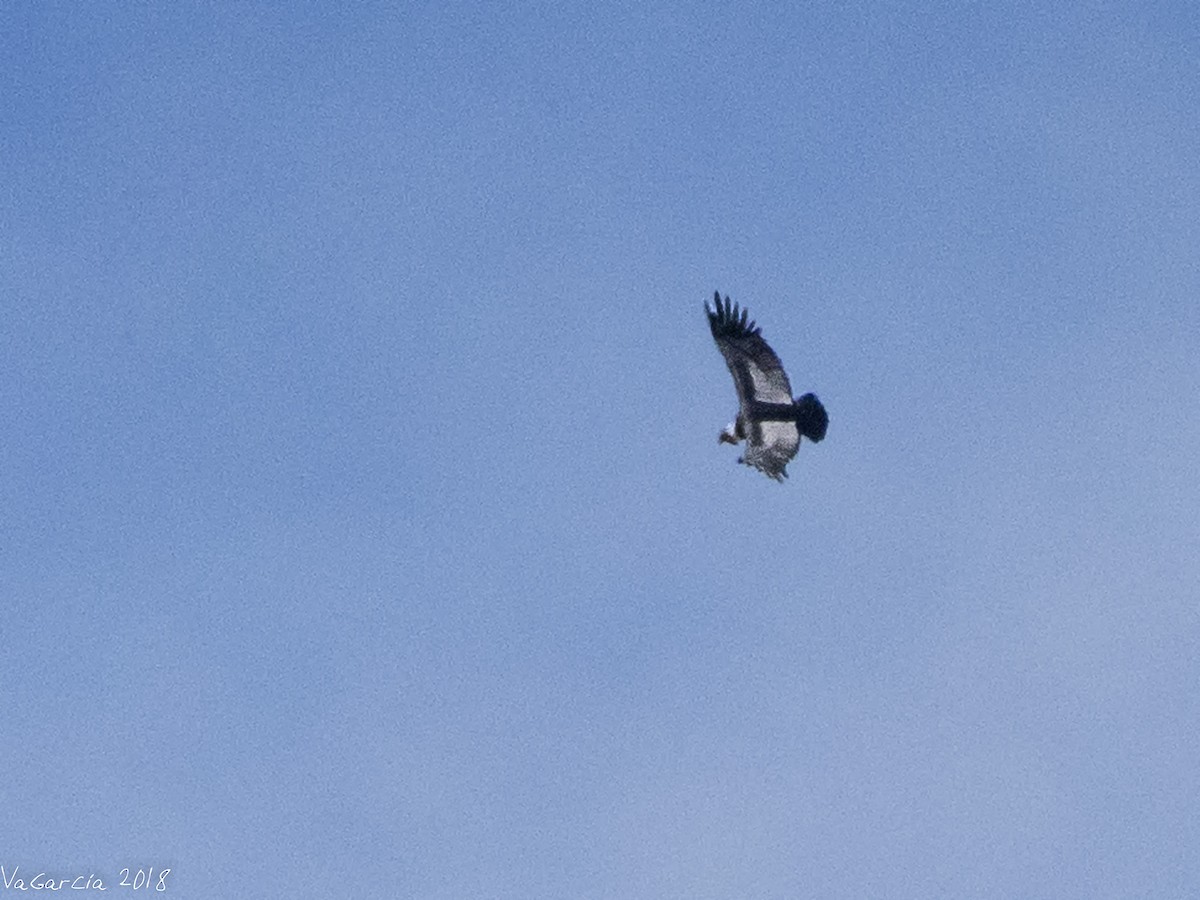 Andean Condor - ML105154911