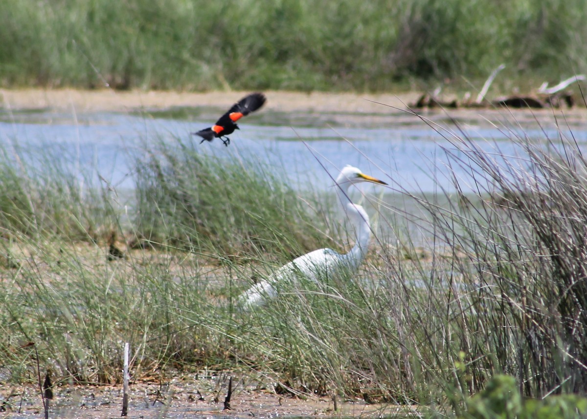 Great Egret - Anonymous Ebirder