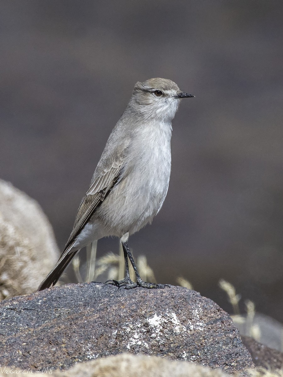 White-fronted Ground-Tyrant - ML105155871