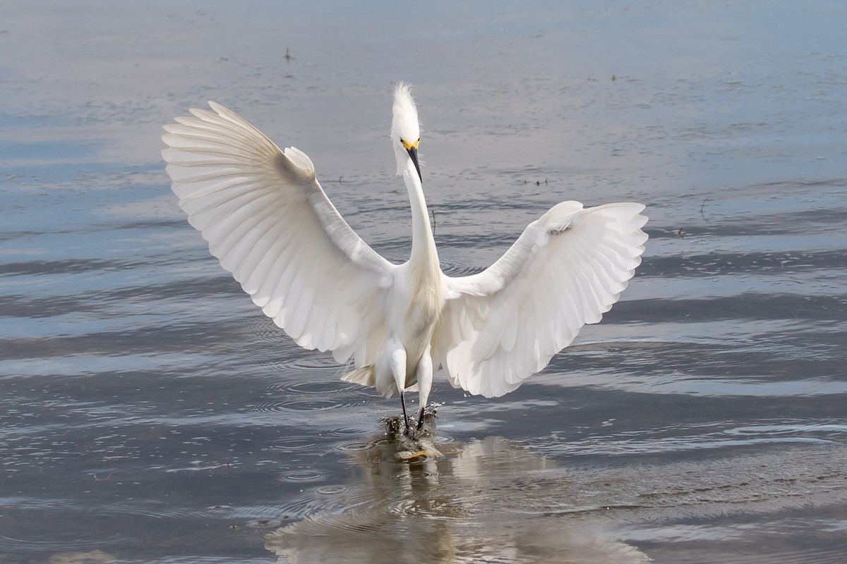 Snowy Egret - ML105156081