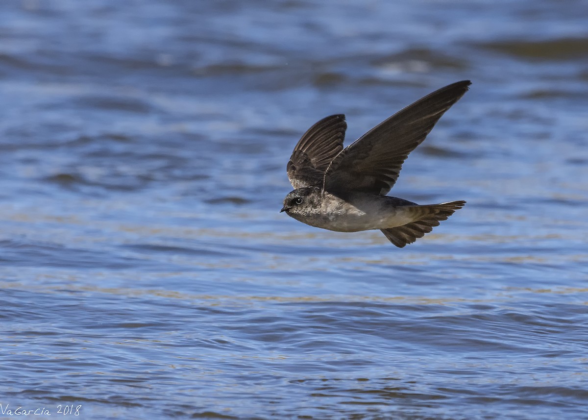 Andean Swallow - VERONICA ARAYA GARCIA