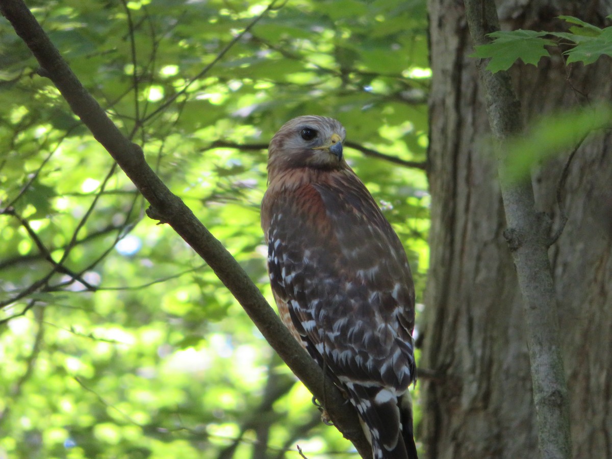 Red-shouldered Hawk - ML105156411