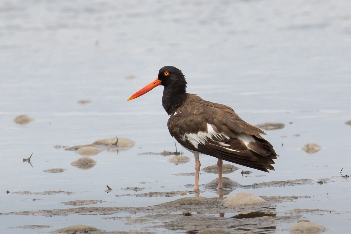 American Oystercatcher - ML105156431