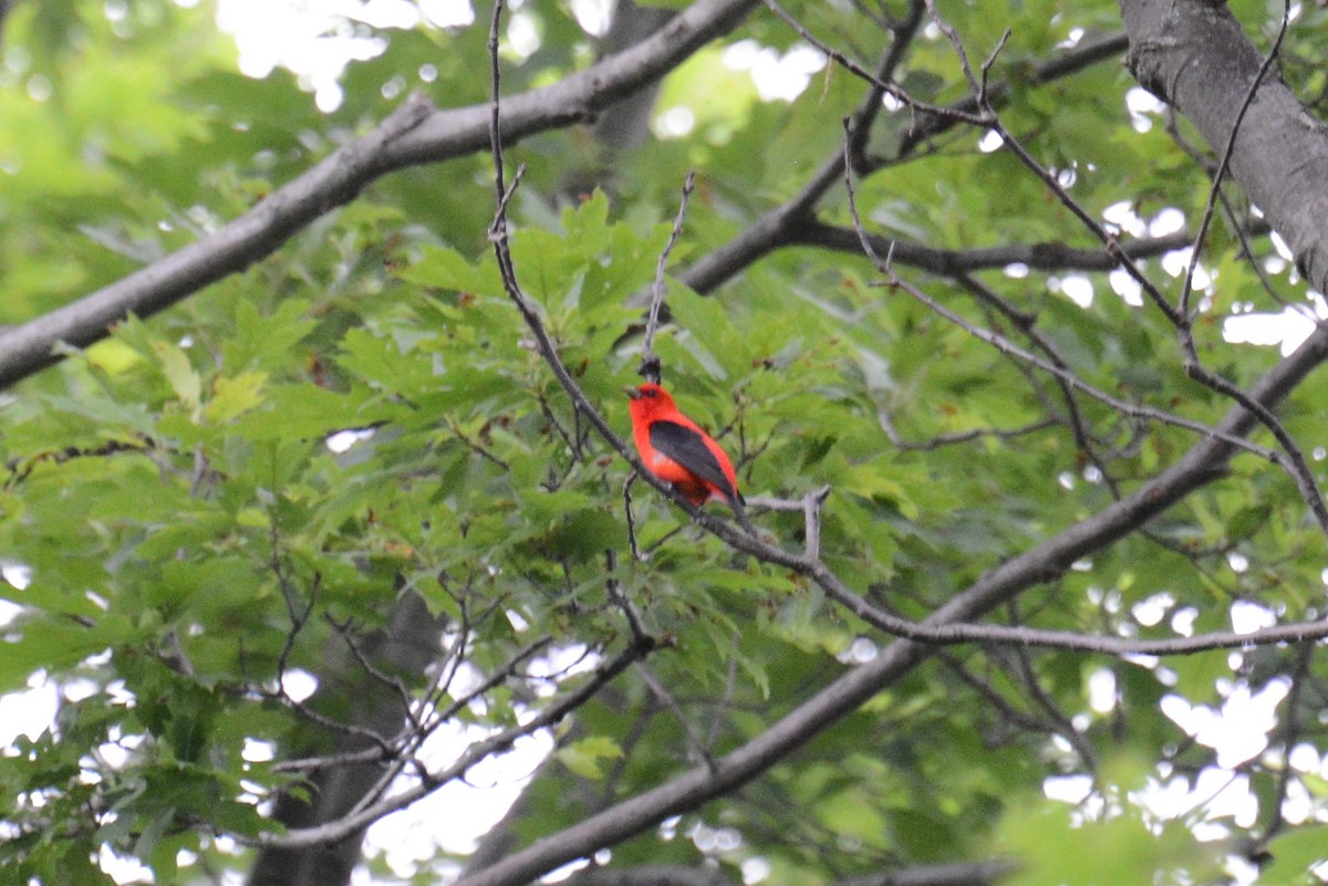 Scarlet Tanager - nelson mostow