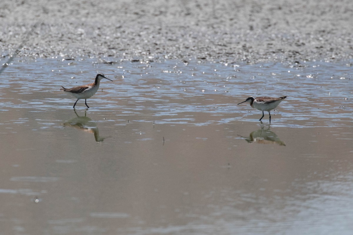 hvithalesvømmesnipe - ML105157891