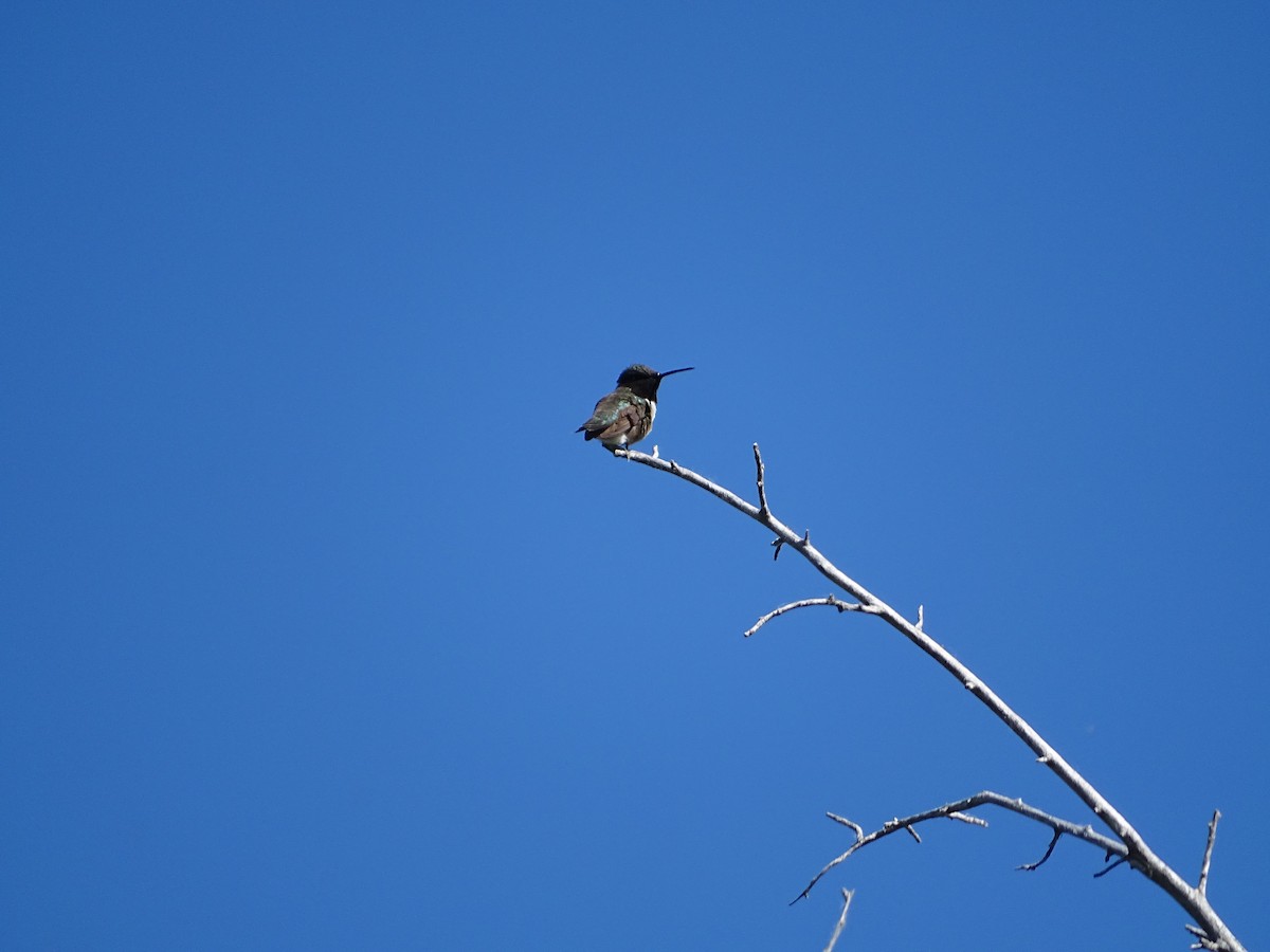 Black-chinned Hummingbird - ML105158051