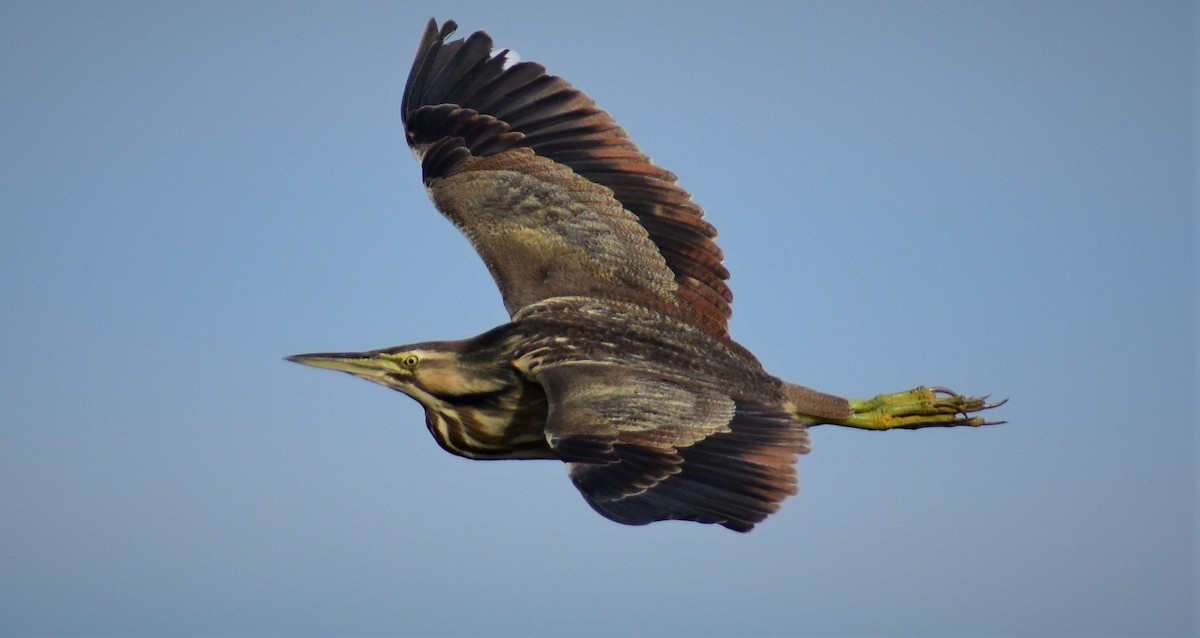 American Bittern - ML105160051