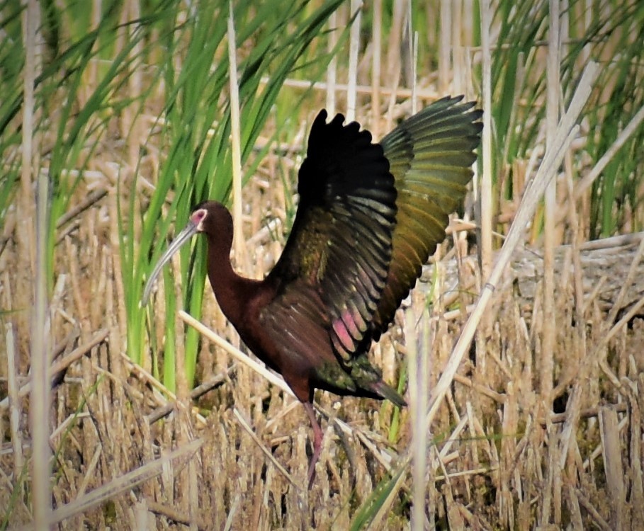 White-faced Ibis - ML105160091