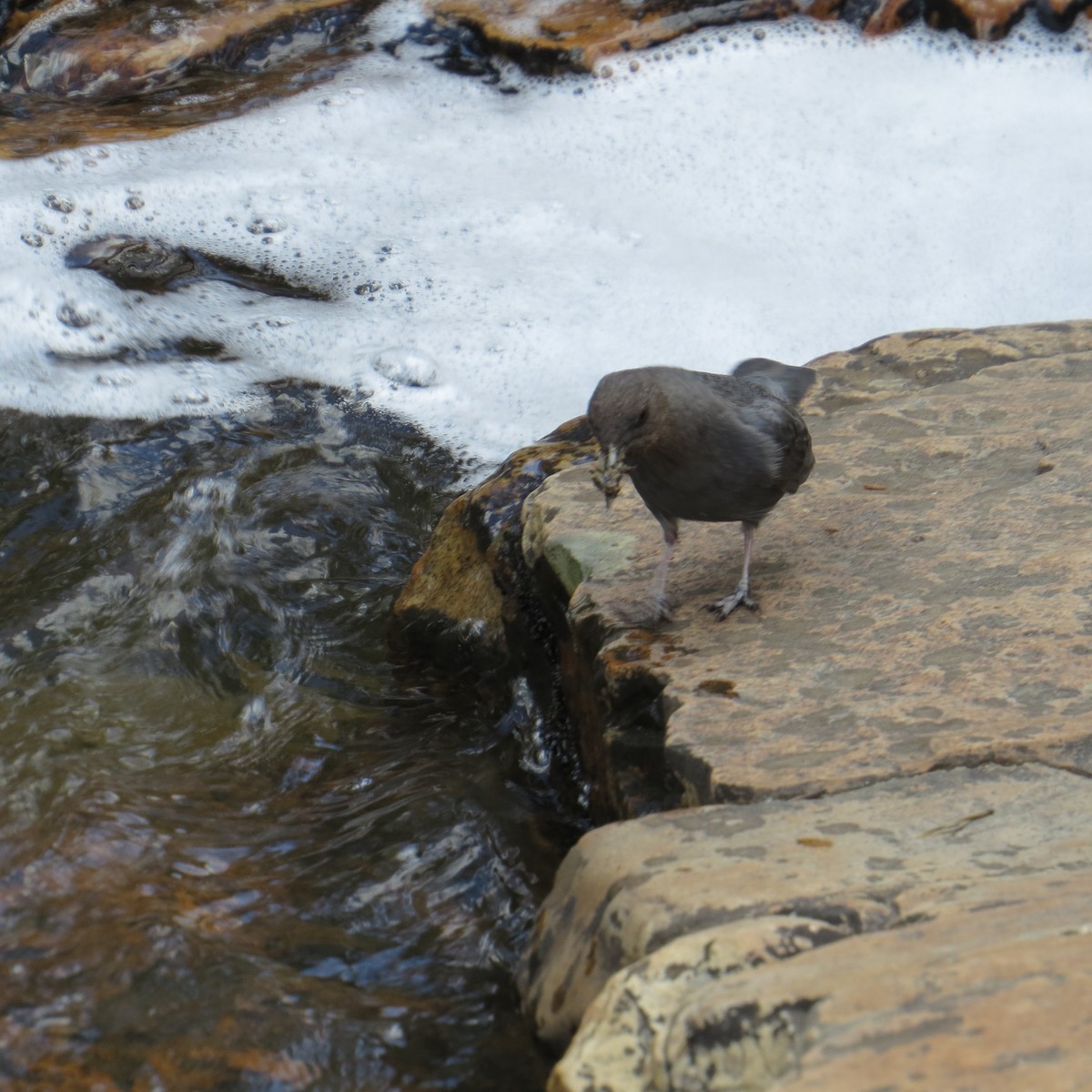 American Dipper - ML105160791