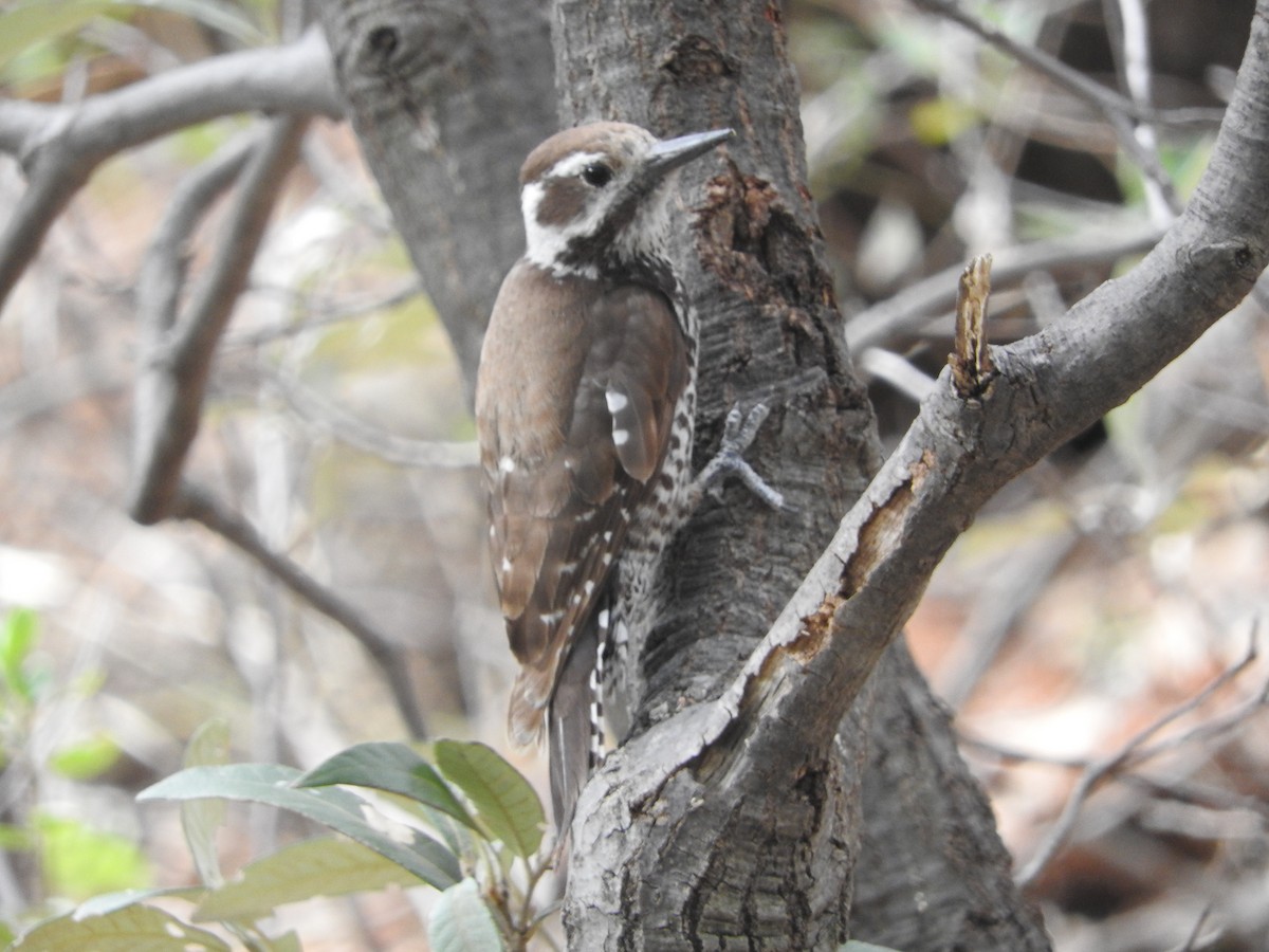 Arizona Woodpecker - Benjamin  Miller