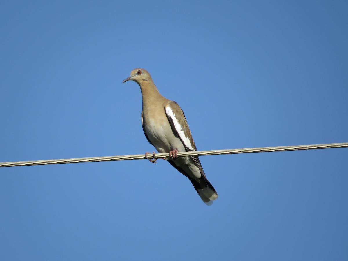 White-winged Dove - ML105162141