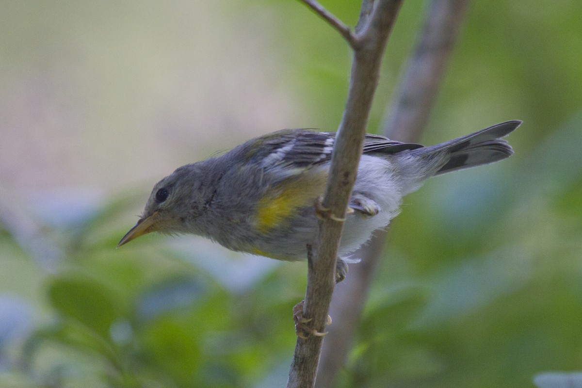 Northern Parula - ML105163611