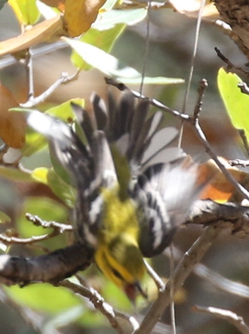Black-throated Green Warbler - ML105164931