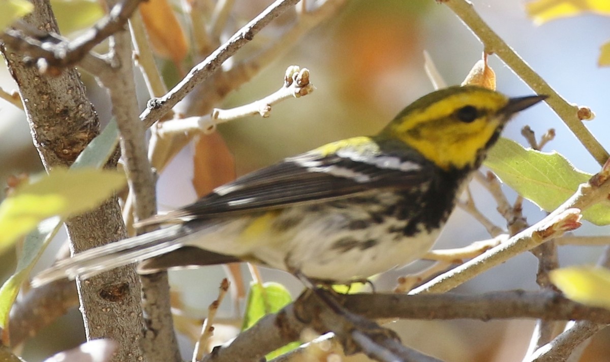 Black-throated Green Warbler - ML105164941