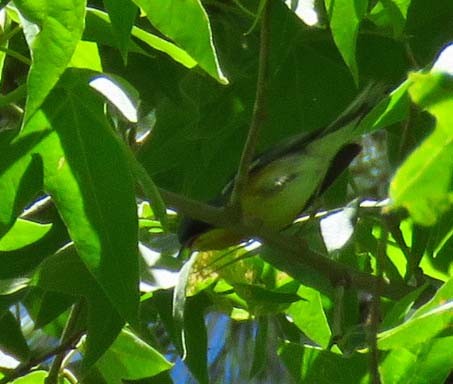 Tropical Parula - ML105164951