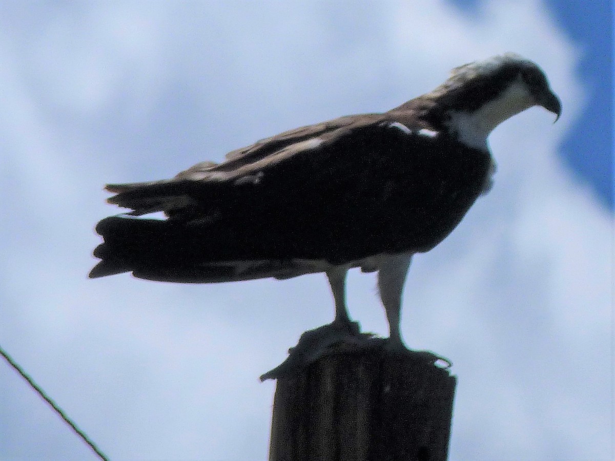 Osprey - ML105165851