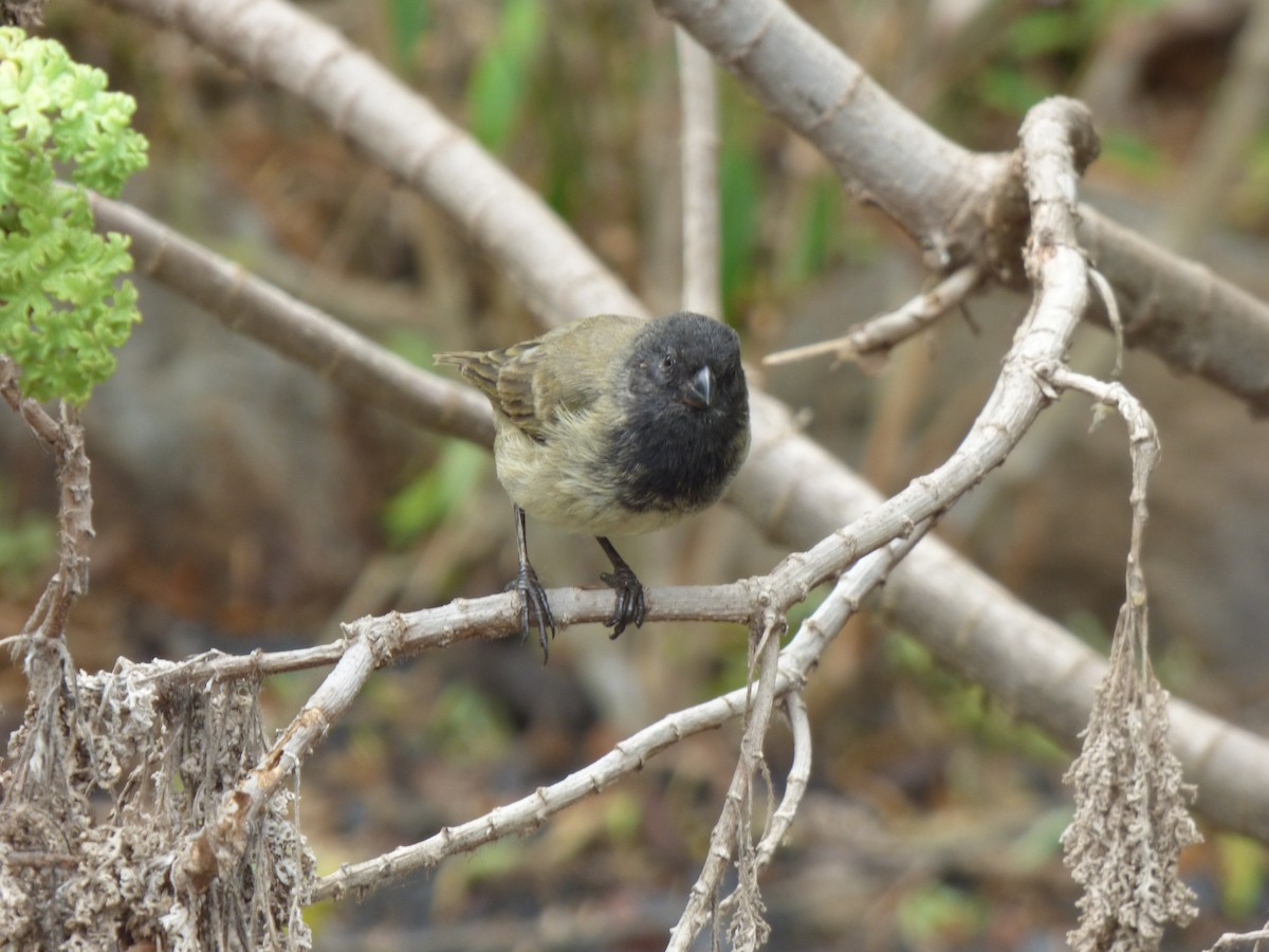 Large Tree-Finch - Quinn F.