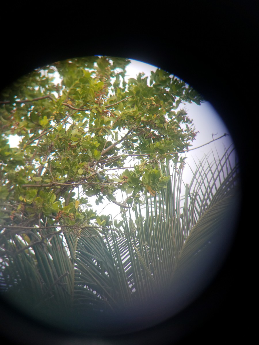 Blue-gray Tanager - ML105166171