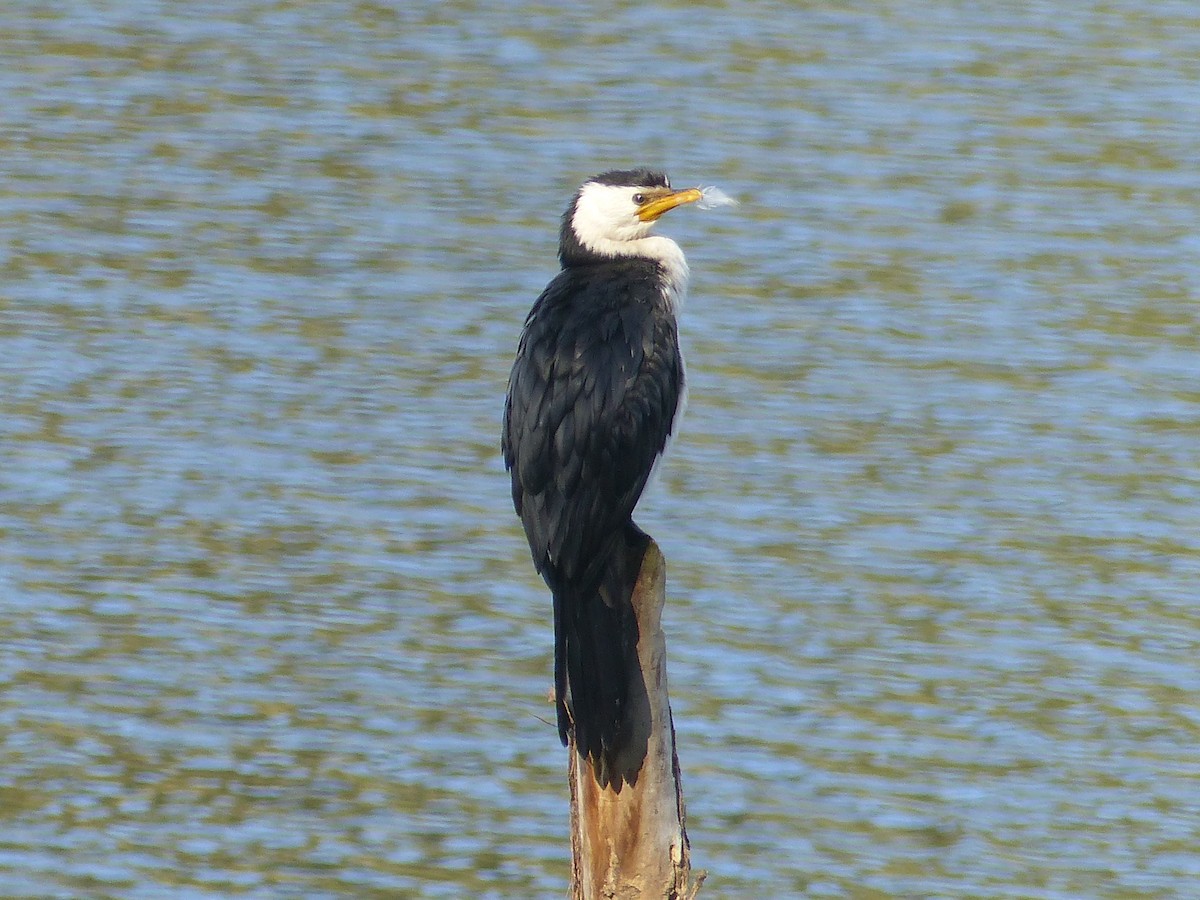 Cormorán Piquicorto - ML105168281