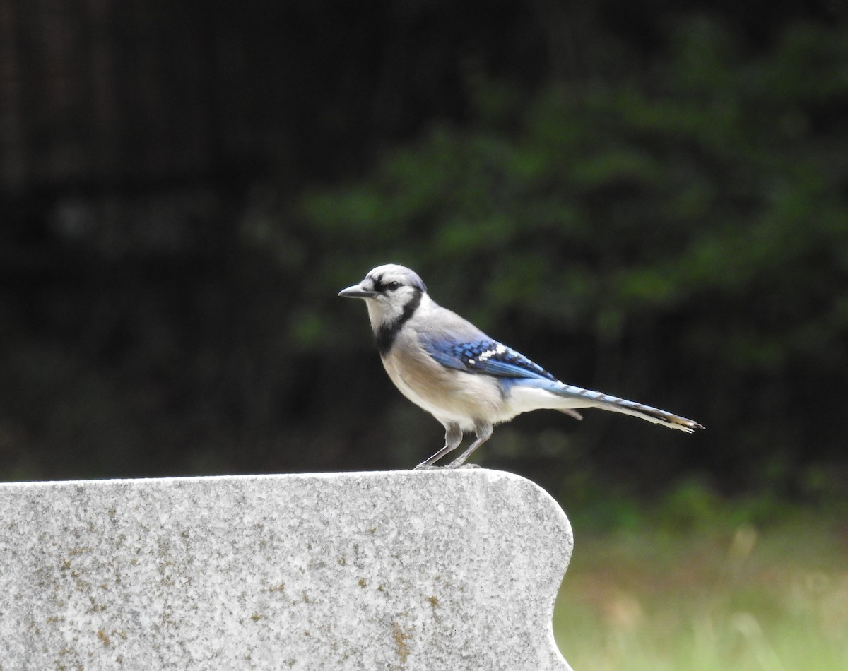 Blue Jay - ML105170031