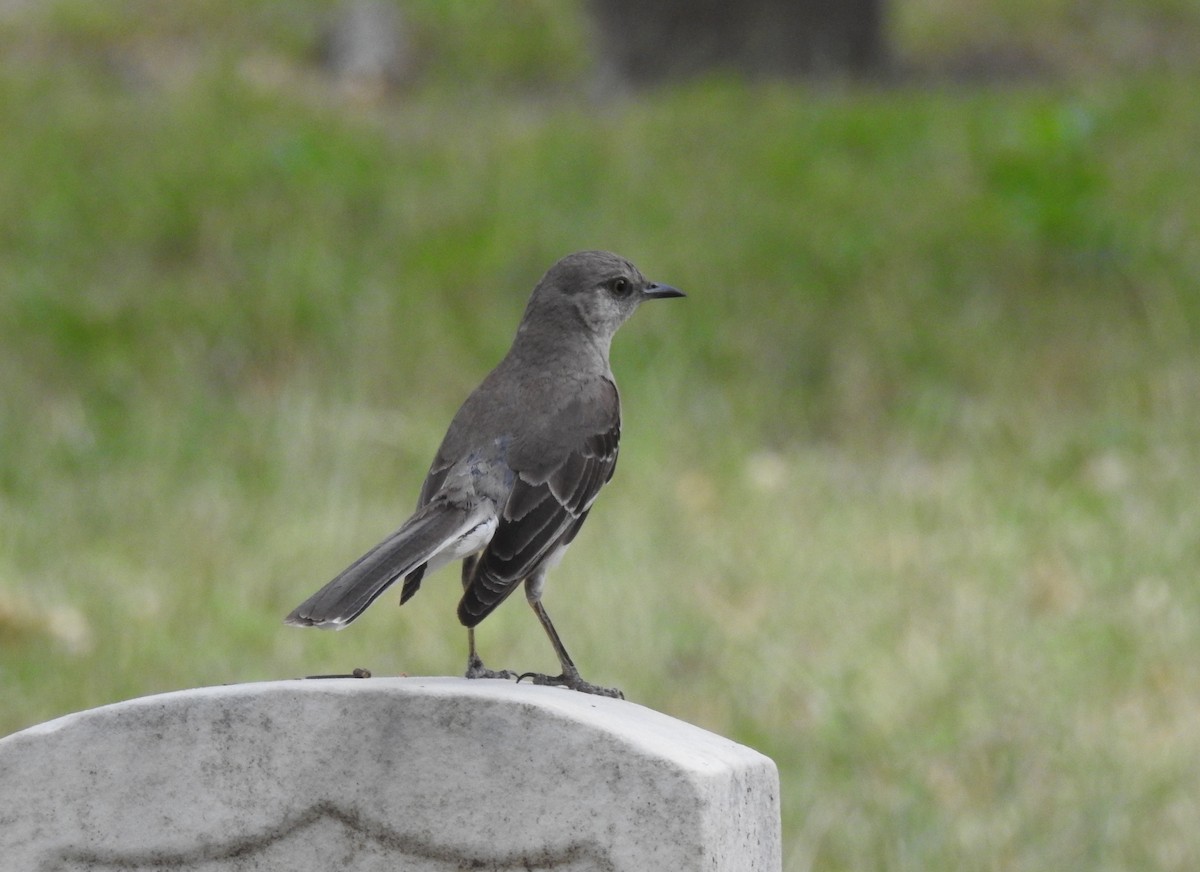 Northern Mockingbird - ML105170051