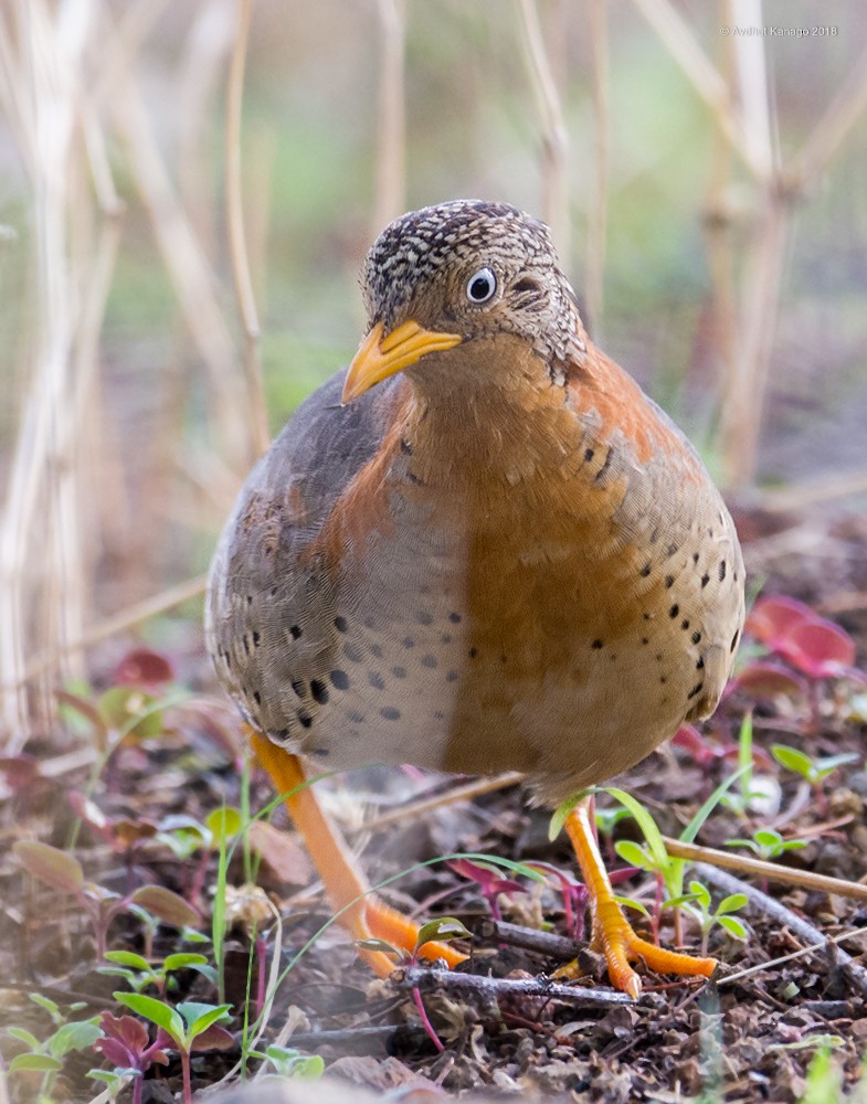 Yellow-legged Buttonquail - ML105172281