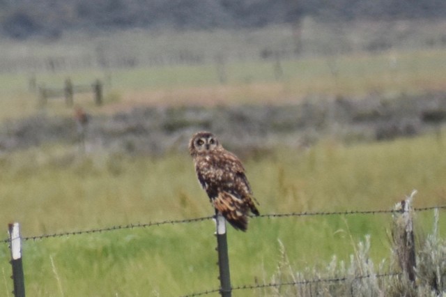 Short-eared Owl - Fred Werner