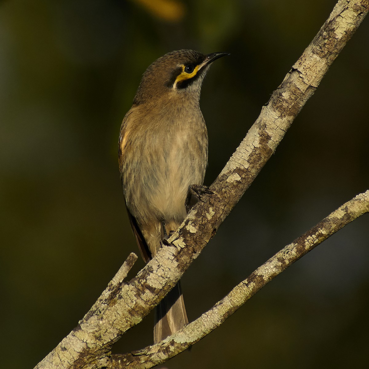 Yellow-faced Honeyeater - ML105172461