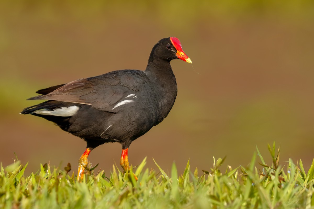 Common Gallinule (Hawaiian) - ML105172741