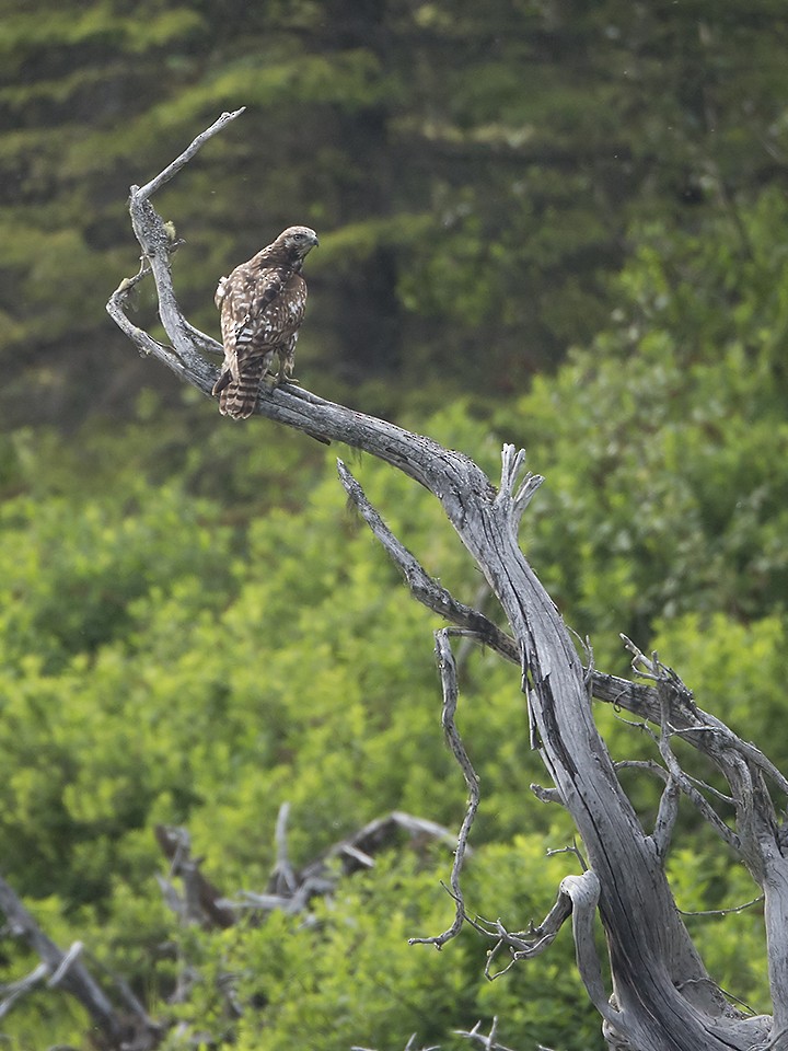 Red-tailed Hawk - ML105173691