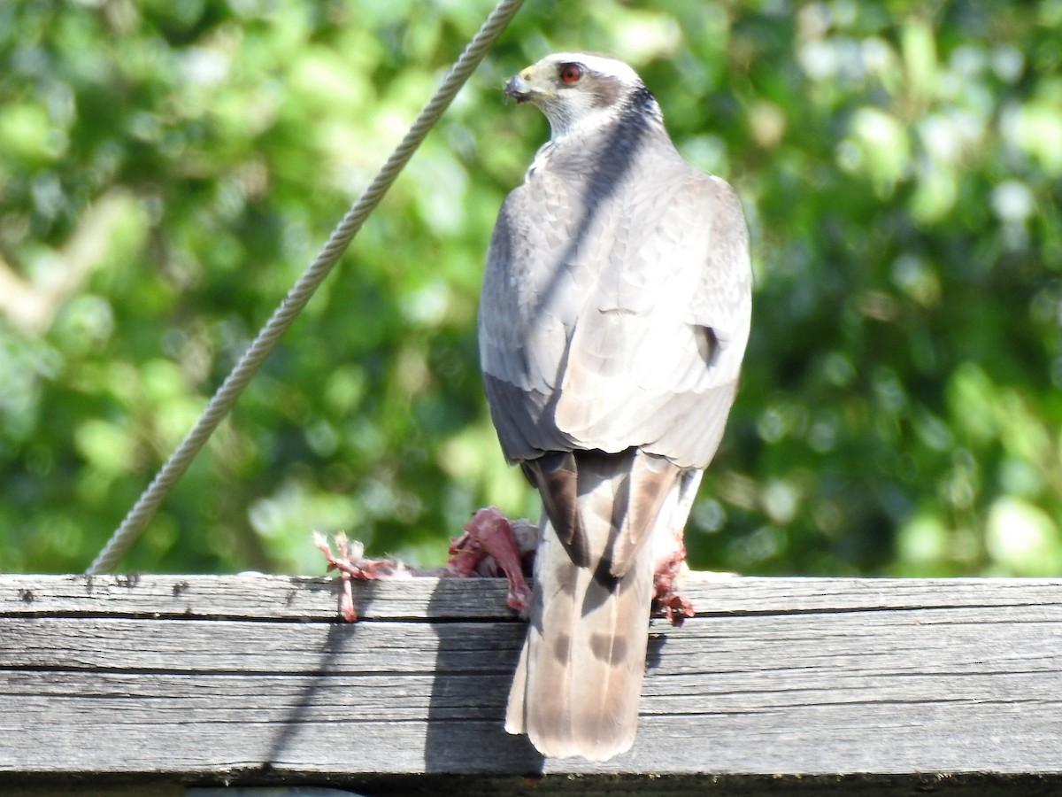 American Goshawk - Roy Lambert